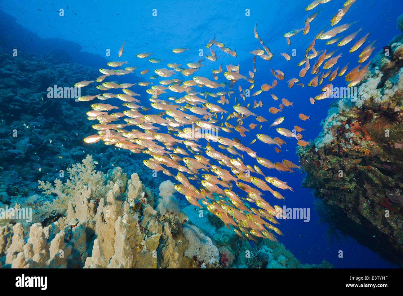 Schooling Sweeper Parapriacanthus Daedalus Reef Red Sea Egypt Stock Photo