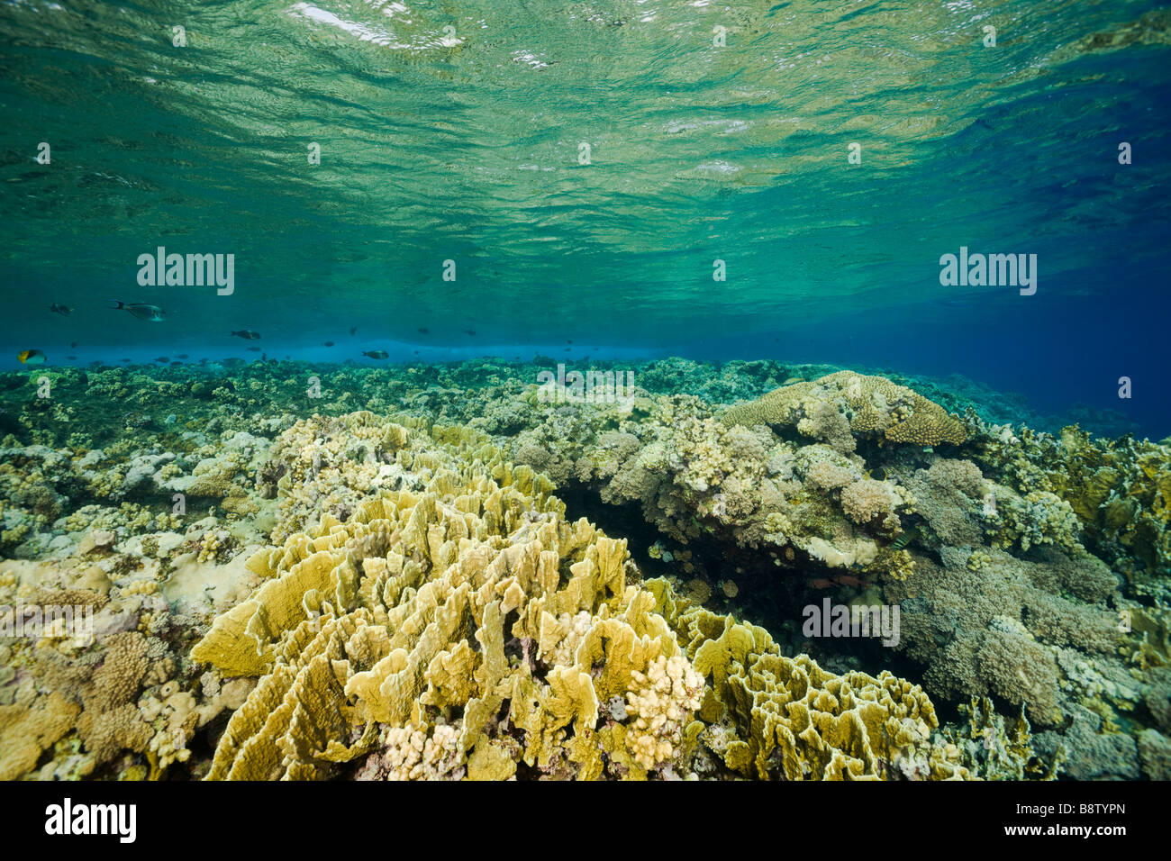 Fire Corals and Hard Corals Millepora Acropora Ras Mohammed Sinai Red Sea Egypt Stock Photo
