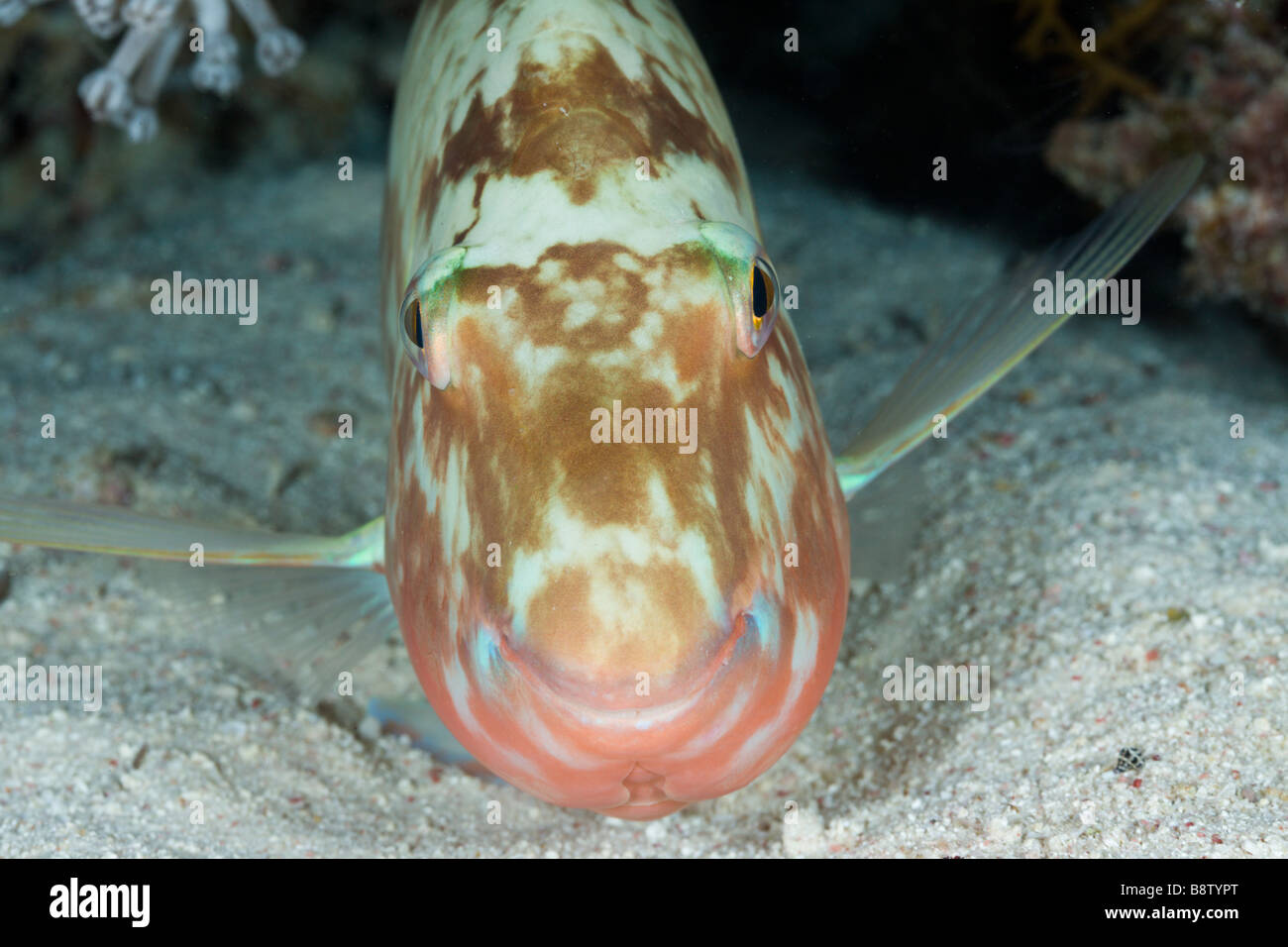 Parrotfish sleeps at Night Scarus Marsa Alam Red Sea Egypt Stock Photo