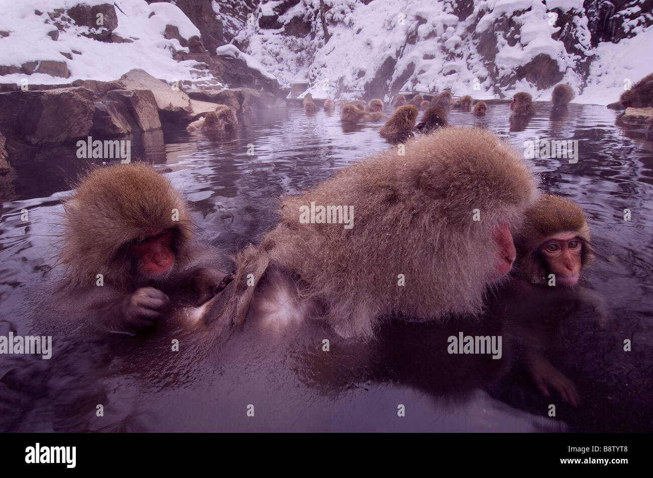 Japanese Macaque Macaca fuscata mother and juvenile grooming in ...
