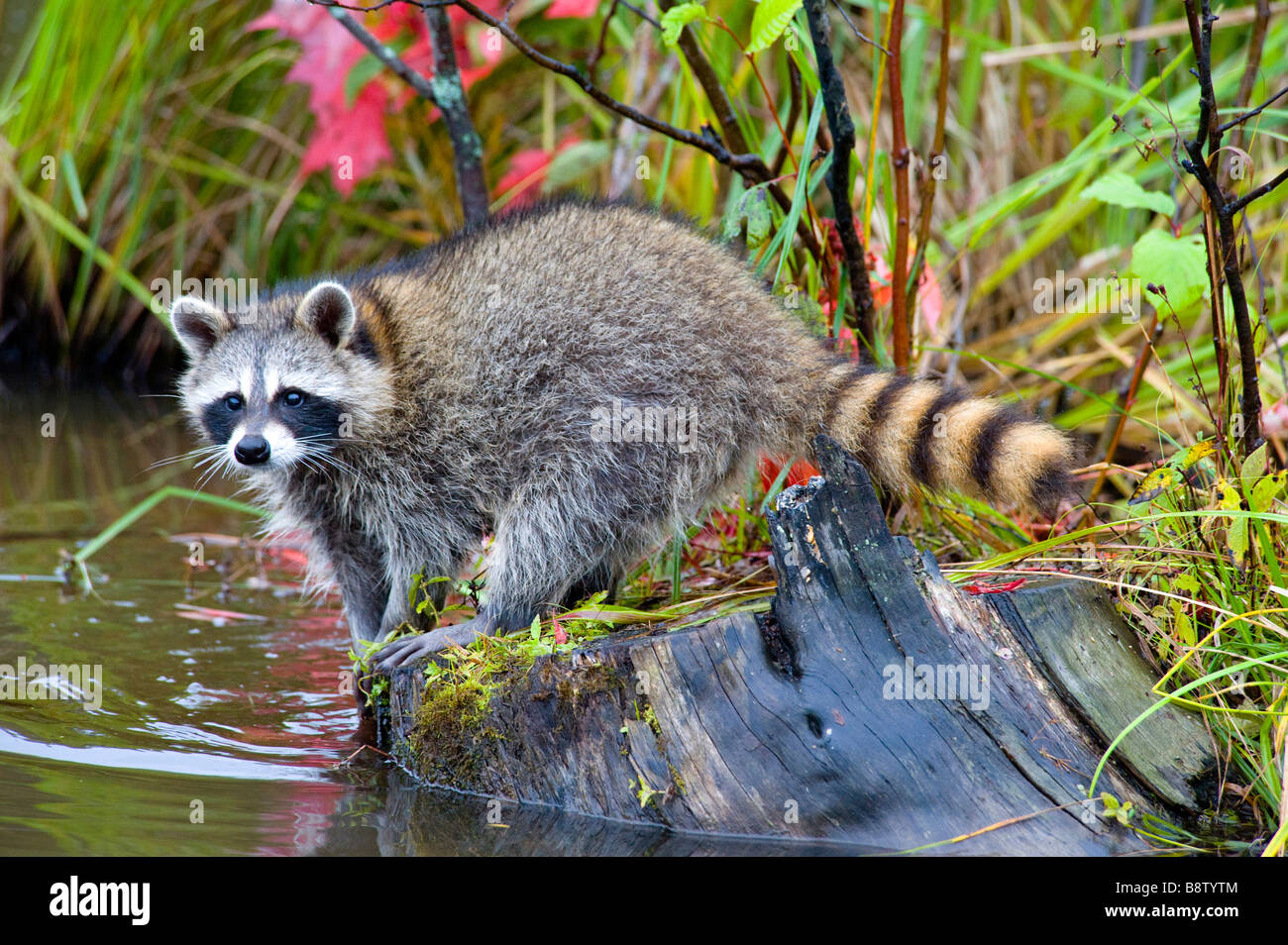 Raccoon, Minnesota Stock Photo