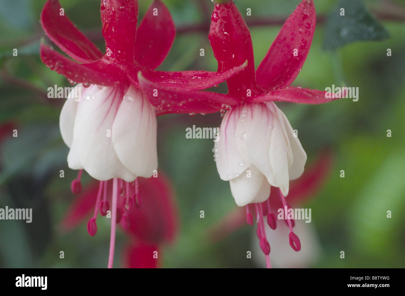 Fuchsia 'Snowcap' Stock Photo