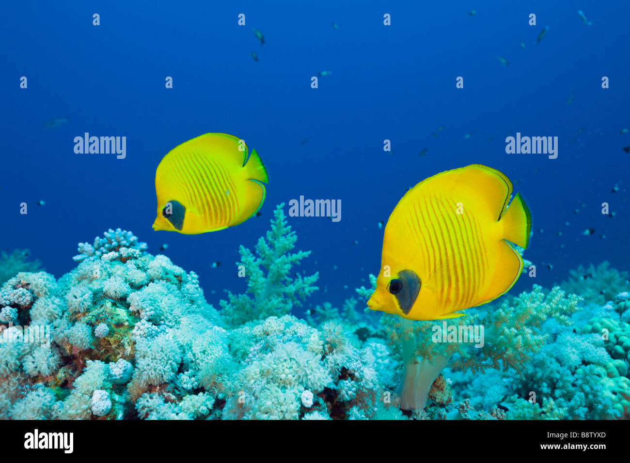 Pair of Masked Butterflyfish Chaetodon semilarvatus St Johns Reef Rotes Meer Egypt Stock Photo