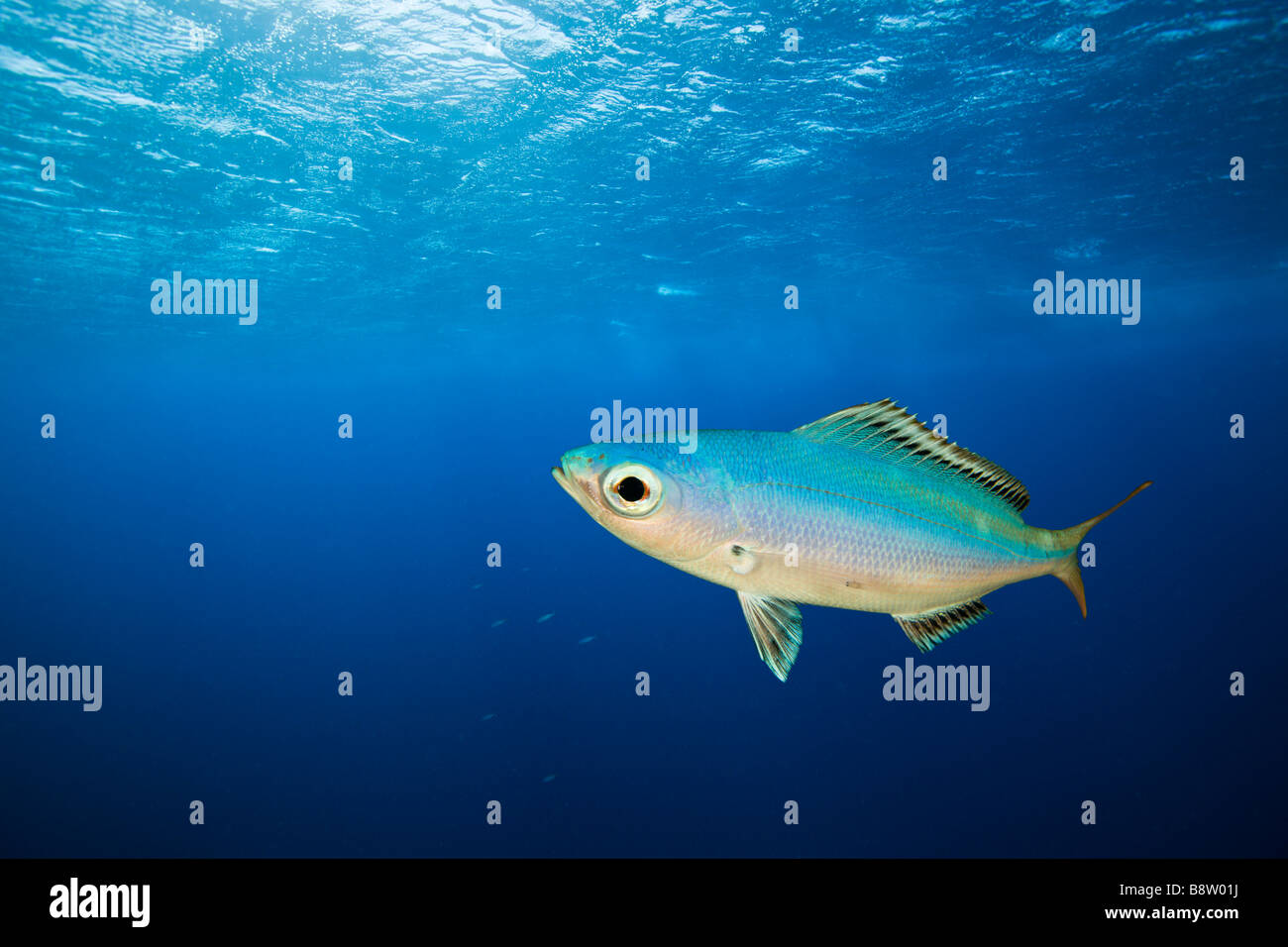 Fusilier in Blue Water Caesio lunaris Daedalus Reef Red Sea Egypt Stock Photo