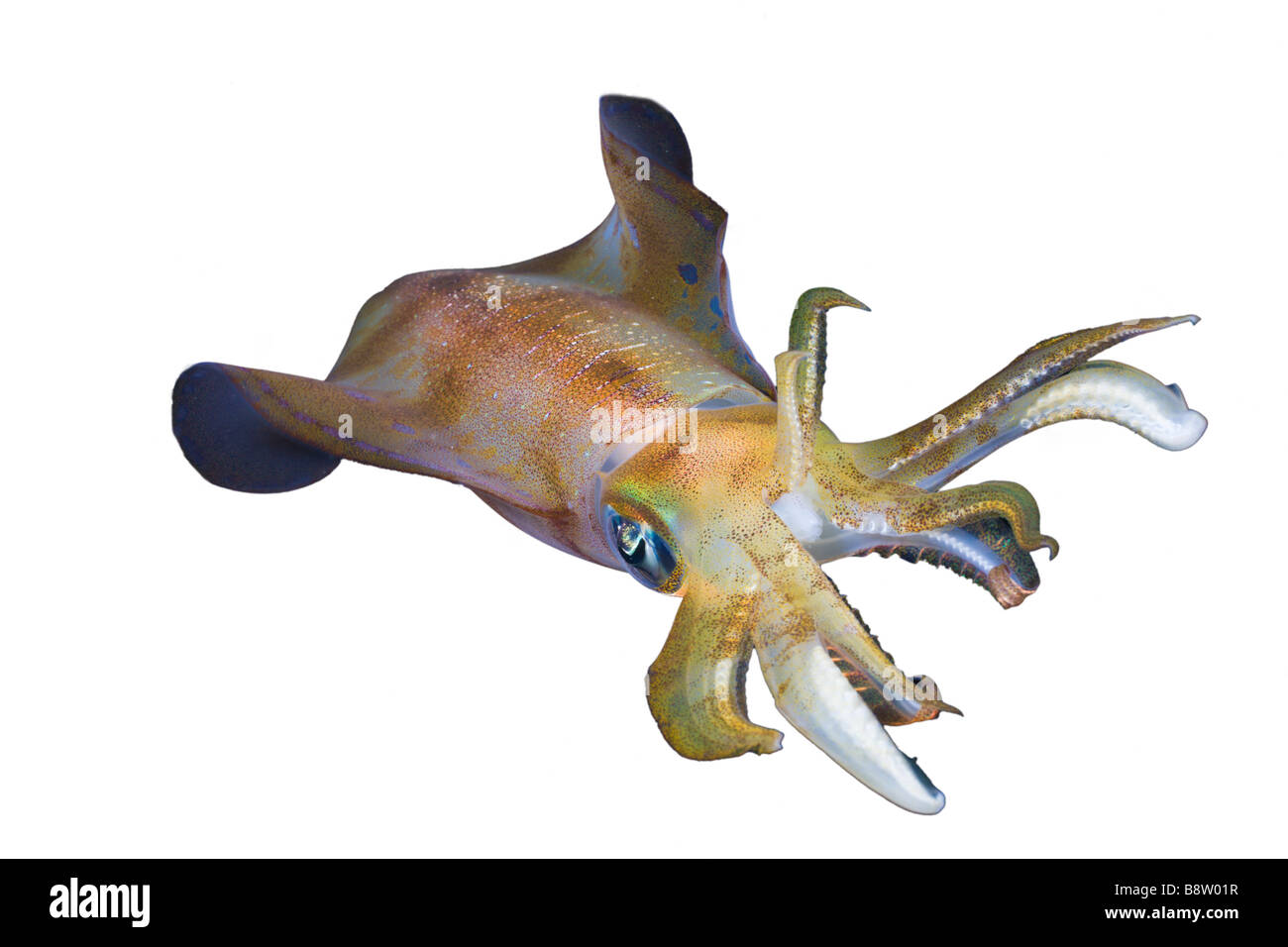 Bigfin Reef Squid Sepioteuthis lessoniana Stock Photo