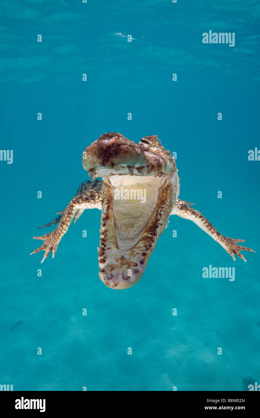Saltwater Crocodile Crocodylus porosus Queensland Australia Stock Photo