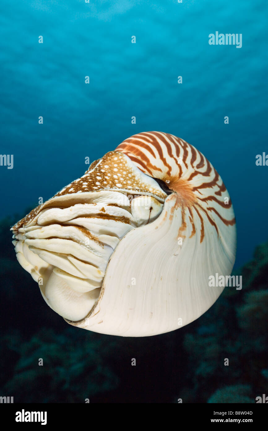 Nautilus Nautilus pompilius Great Barrier Reef Australia Stock Photo