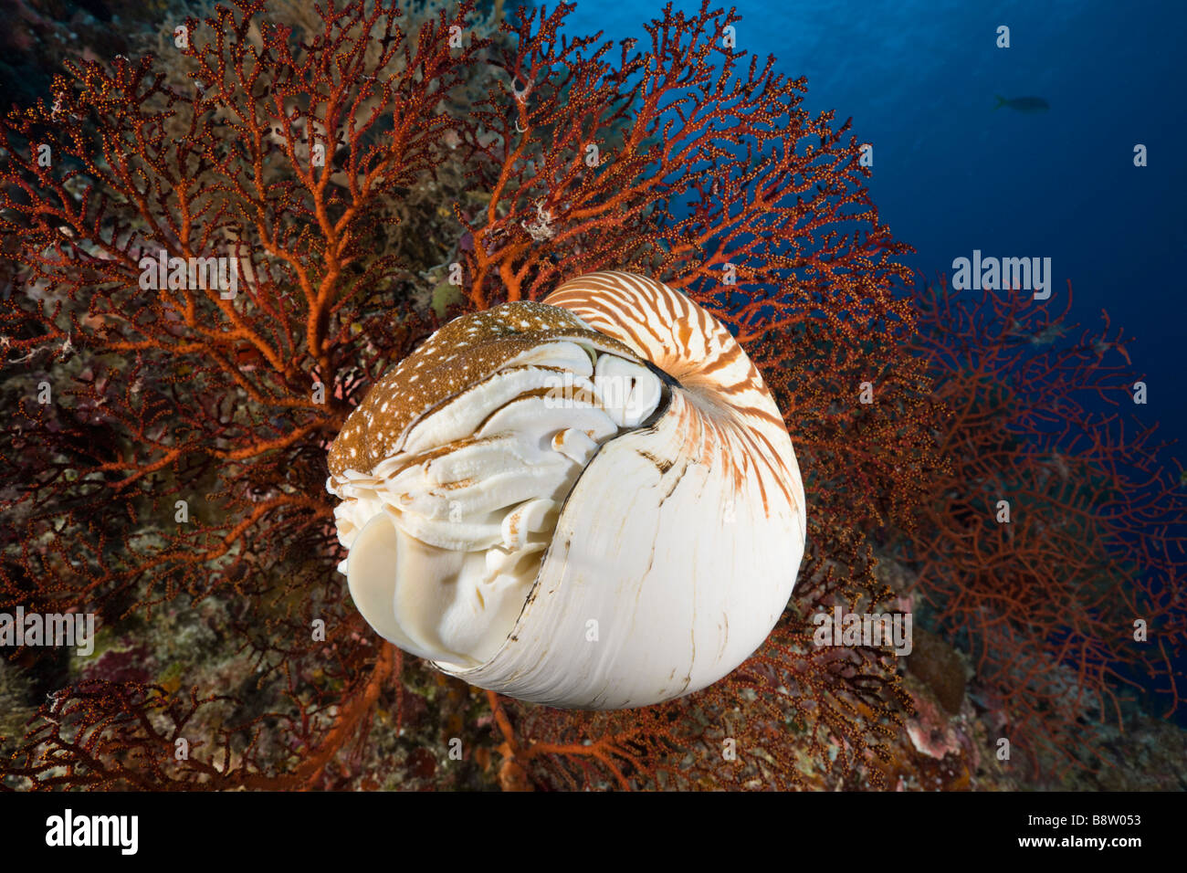 Nautilus Nautilus pompilius Great Barrier Reef Australia Stock Photo
