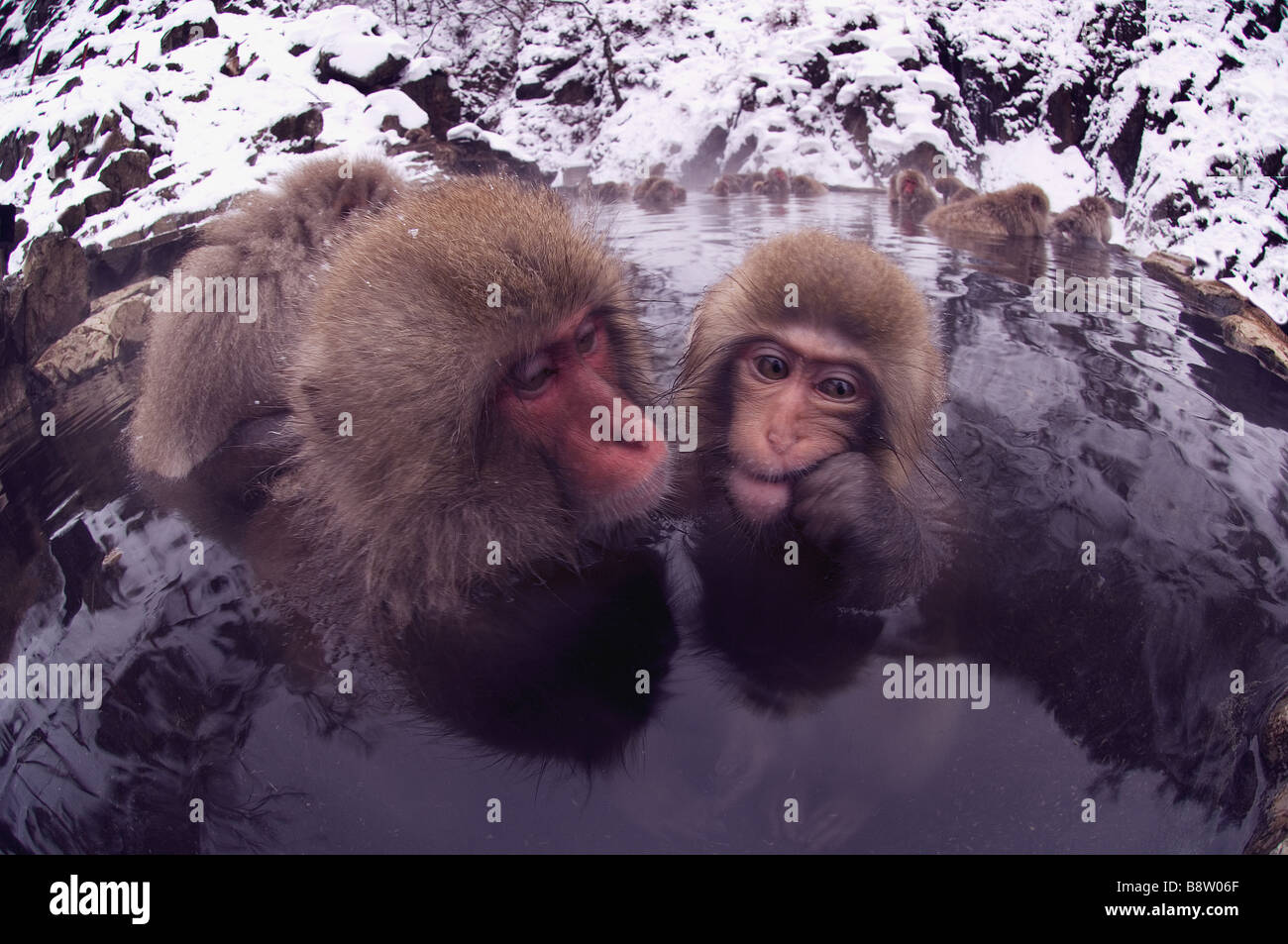 Japanese Macaque Macaca fuscata mother and juvenile in hotspring ...
