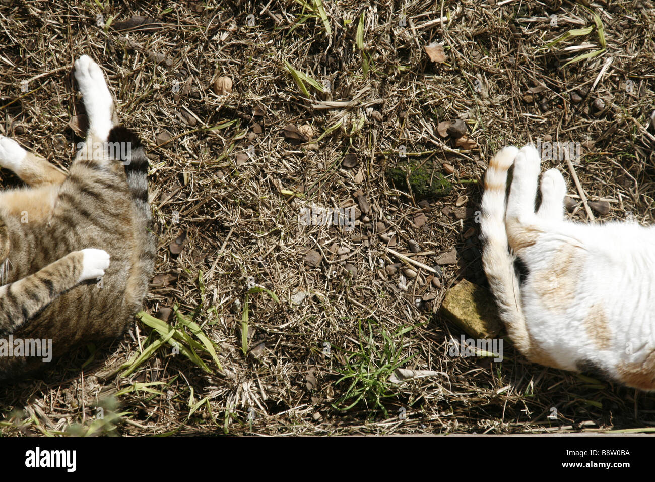 detail of two cute tired cats sleeping outdoors in sun Stock Photo