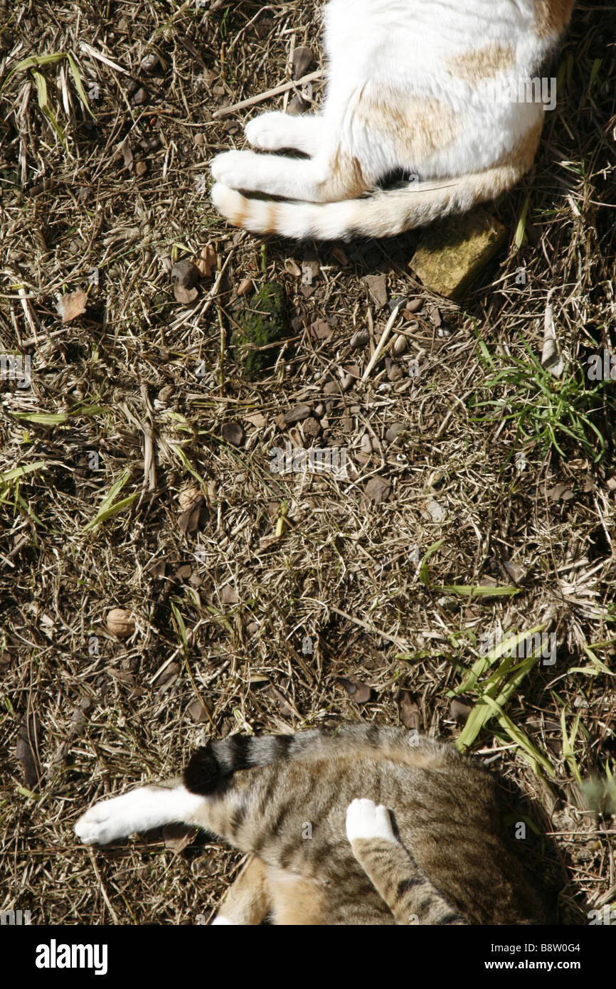 detail of two cute tired cats sleeping outdoors in sun Stock Photo