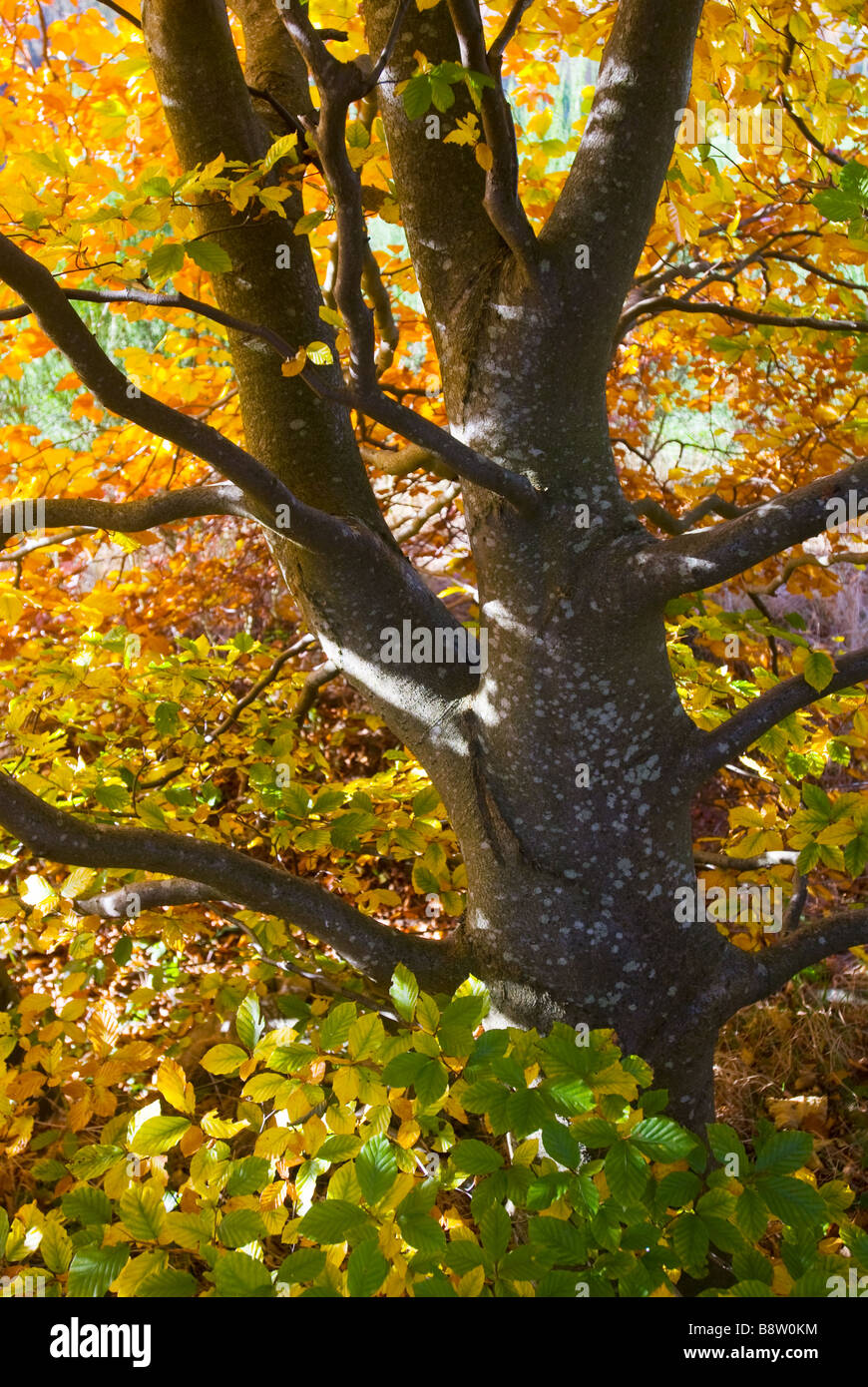 Beech tree sapling hi-res stock photography and images - Alamy