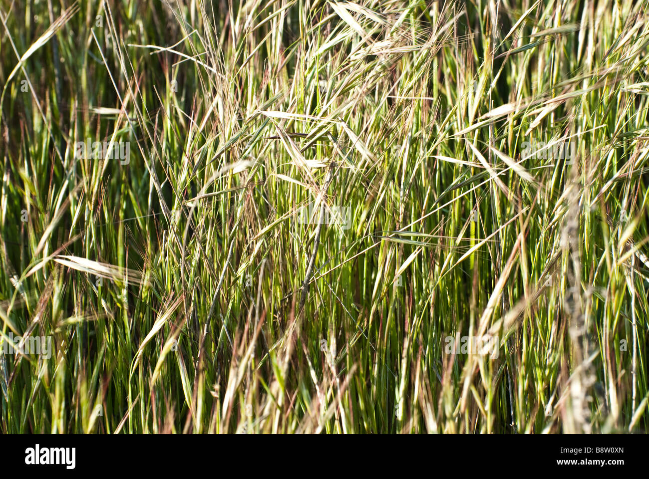 Close up shot wind hi-res stock photography and images - Alamy