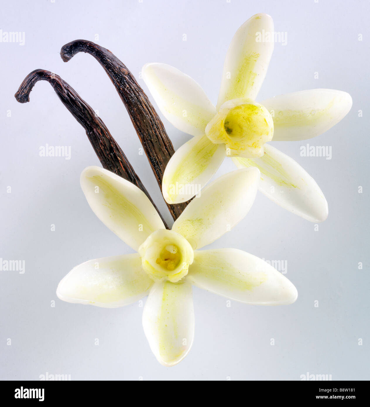 VANILLA FLOWERS WITH PODS Stock Photo Alamy