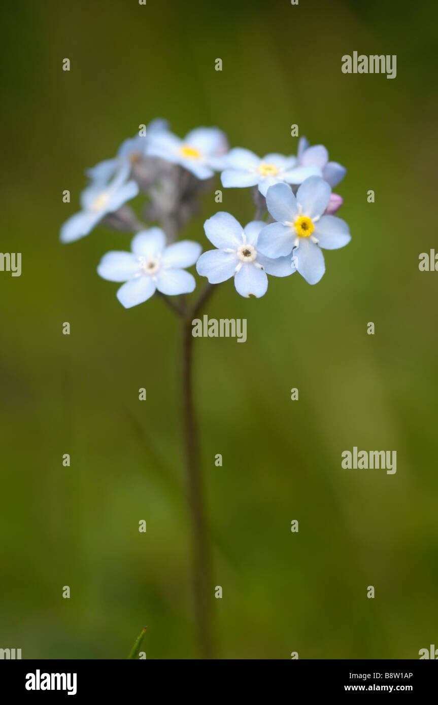 Water forget-me not, also known as True Forget-me not, myosotis scorpiodes, wild flowers, Otztal valley, Tyrol, Austria Stock Photo
