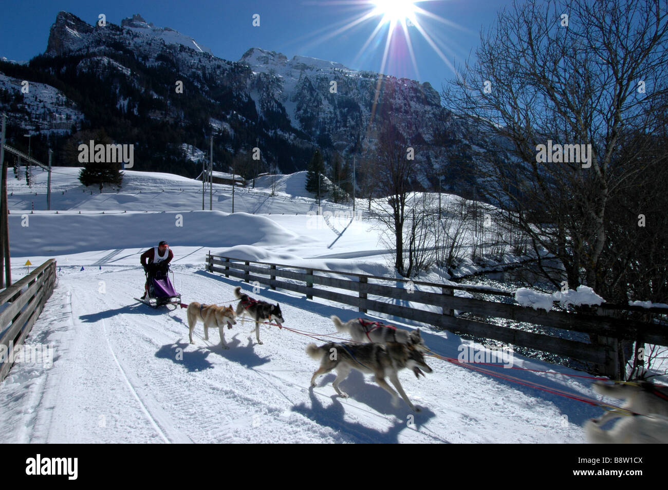 Siberian Husky sleddog team racing at European Championship 2009 at Kandersteg Switzerland Stock Photo