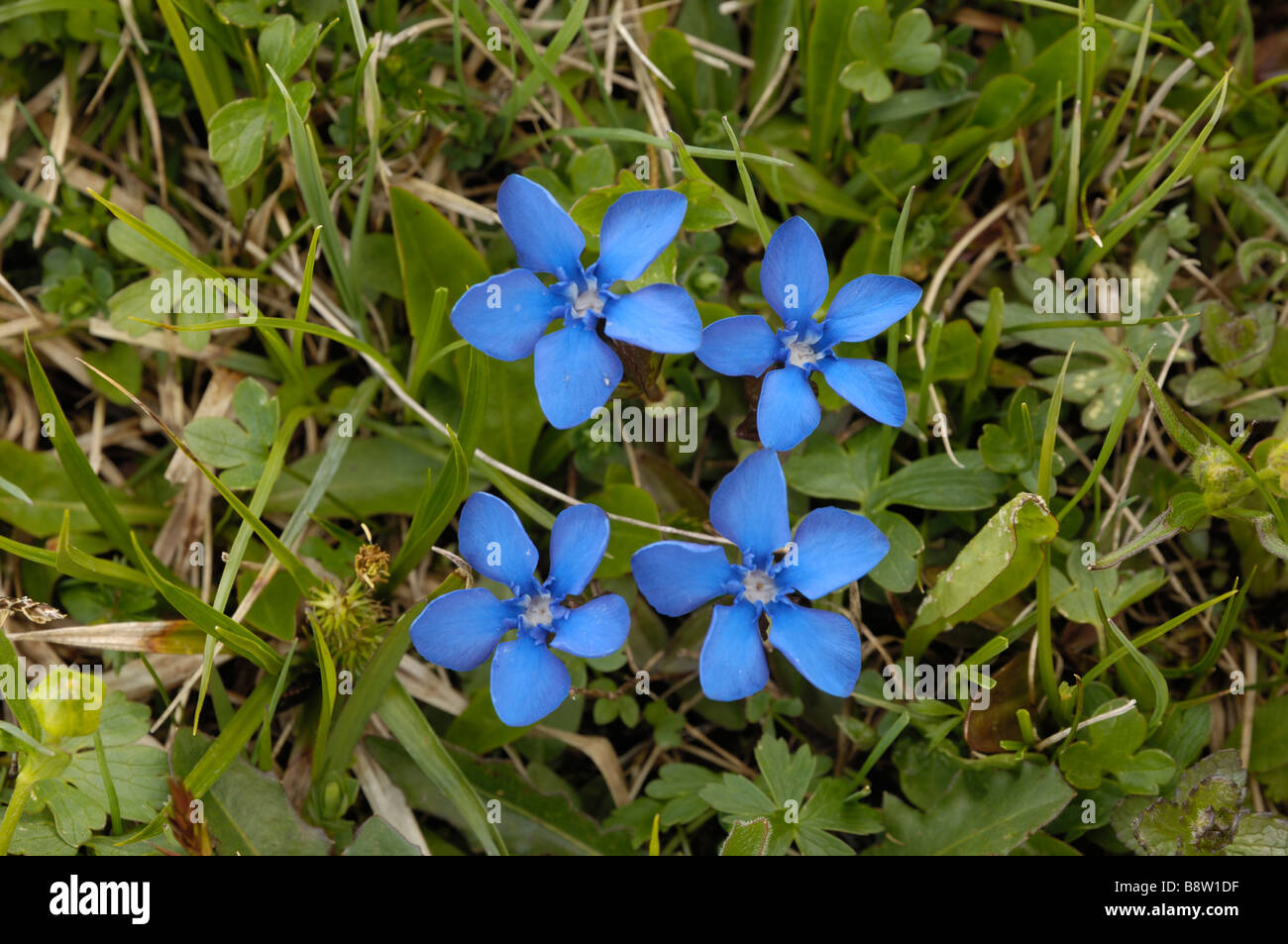 Spring gentian, gentiana verna, Alpine wild flowers, Dolomites, Italy Stock Photo