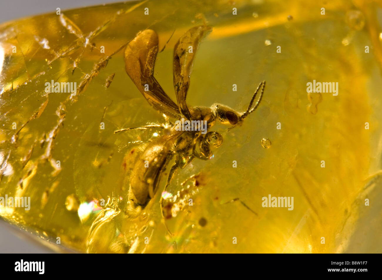 Prehistoric Winged ant preserved in Lithuanian Amber Stock Photo
