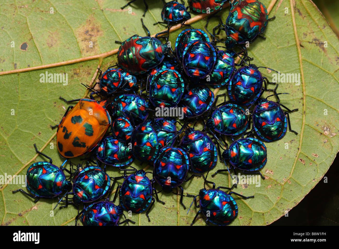 A female Cotton Harlequin Bug or Harlequin Beetle with her nymphs on a Hibiscus Tree Stock Photo