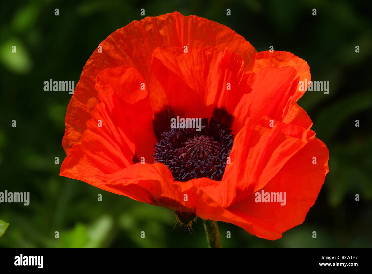 Türkischer Mohn oriental poppy 20 Stock Photo