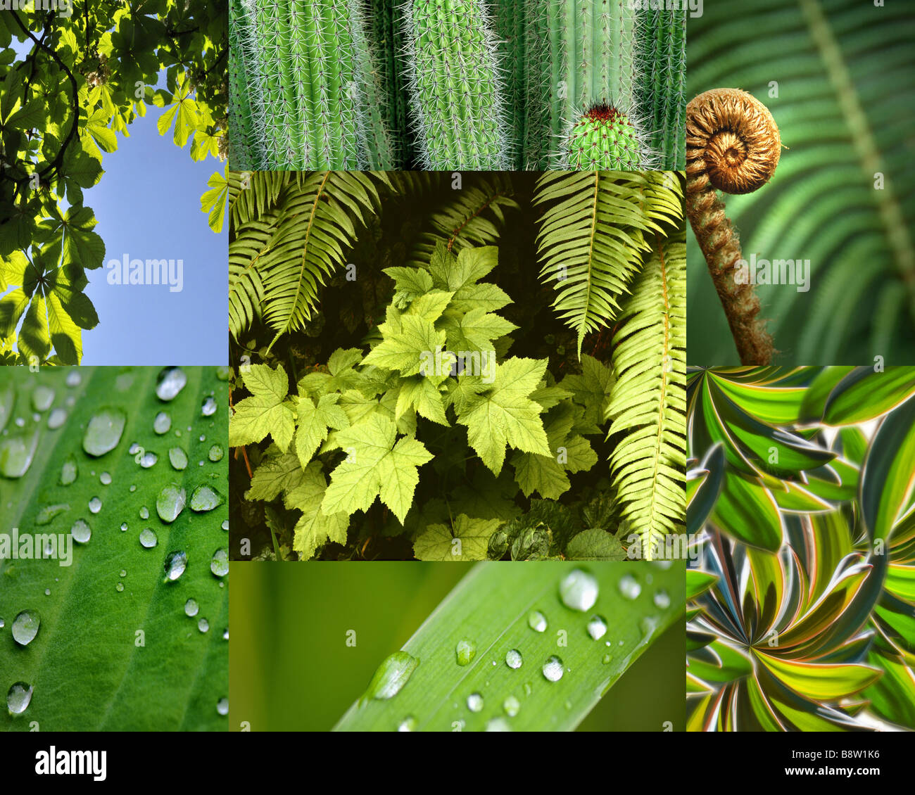 PHOTO ART: The Colour Green (Composite) Stock Photo
