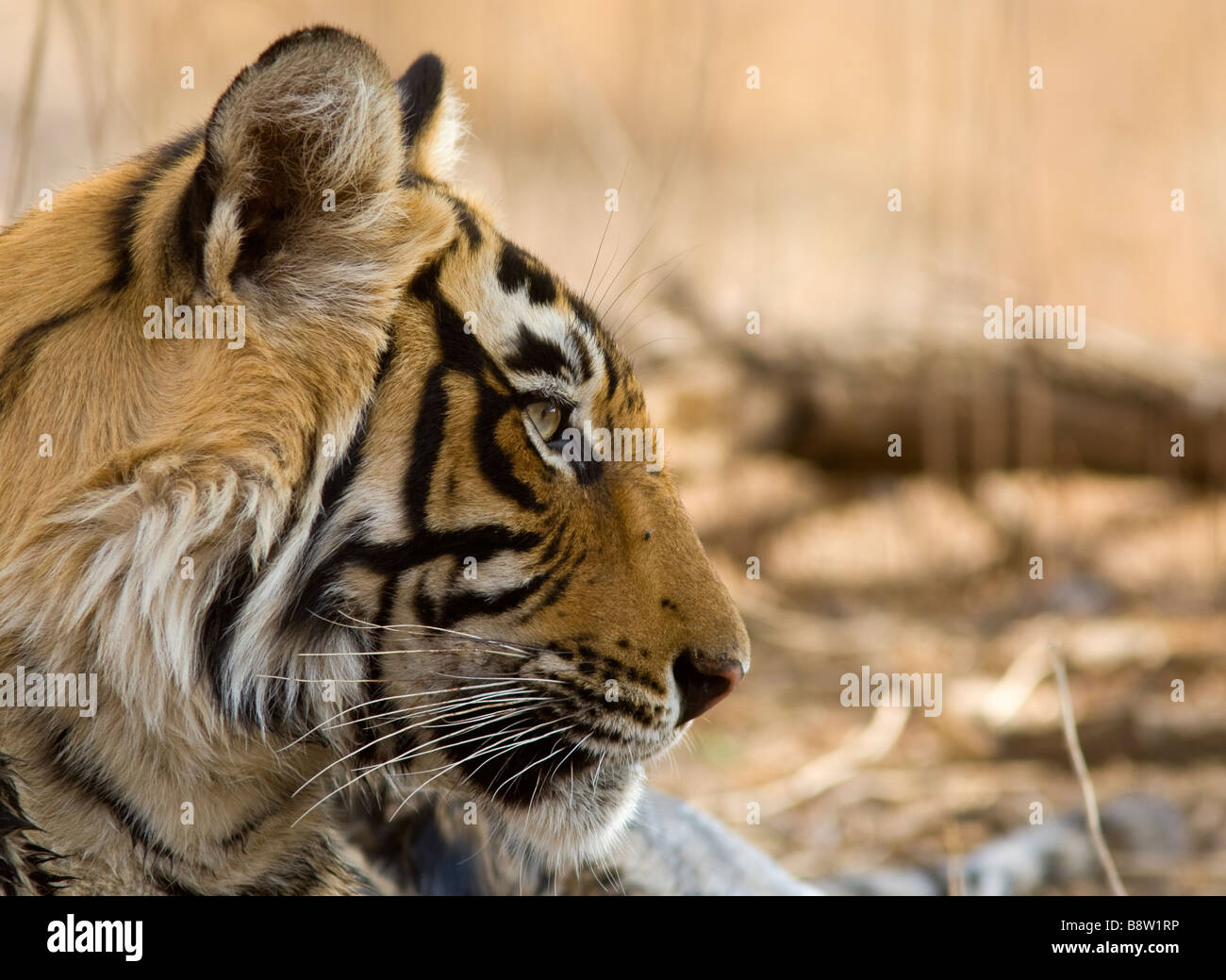Bengal tiger (Panthera tigris tigris) face profile. Ranthambore National  Park, Rajasthan, India Stock Photo - Alamy
