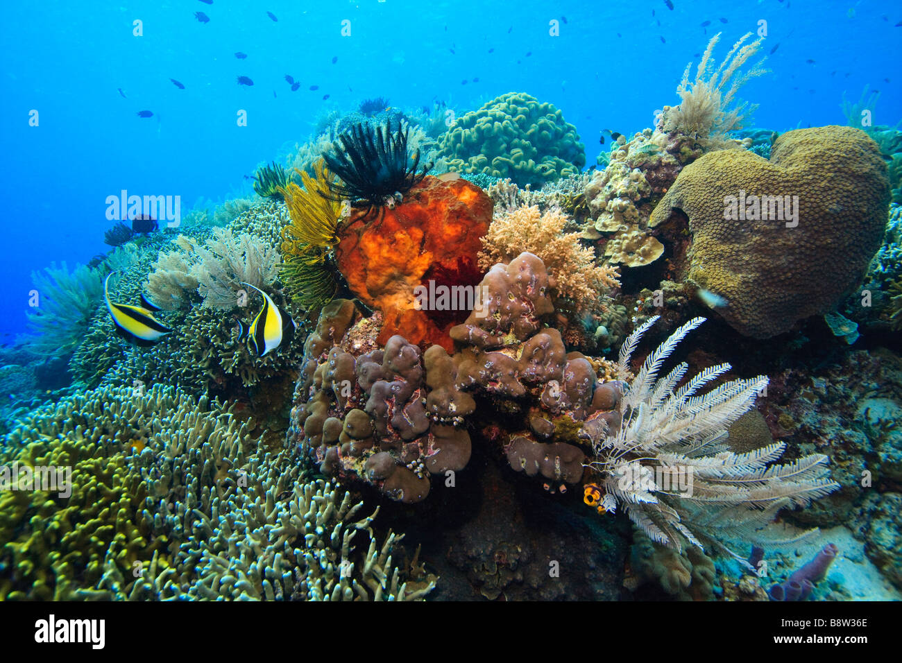Coral reefs off the island of Bunaken in North Sulawesi Indonesia Stock Photo