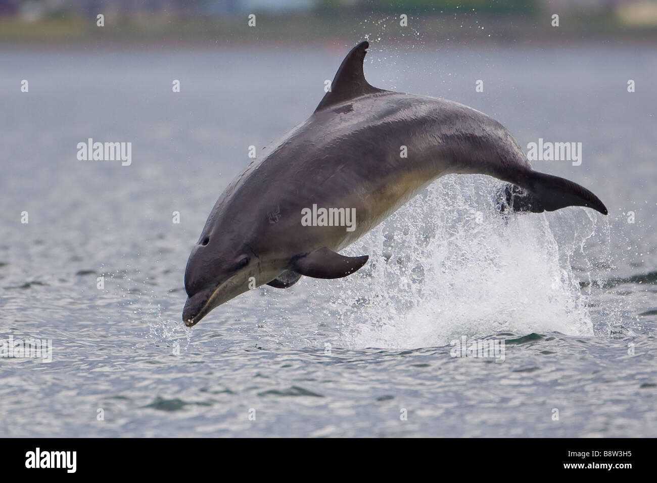 Bottle-nosed Dolphin Tursiops leaping clear of the water Stock Photo