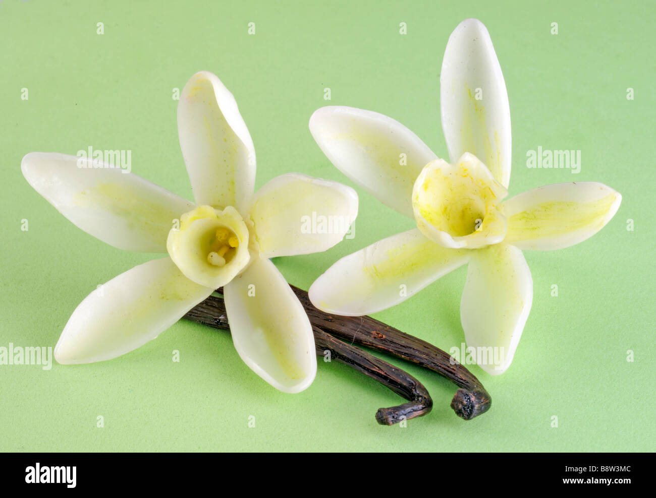 VANILLA FLOWERS WITH PODS Stock Photo Alamy