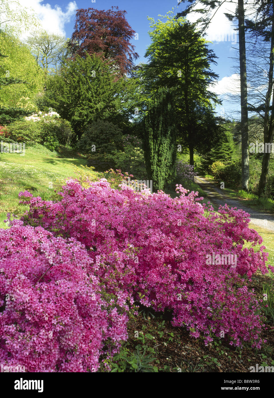 Azalea Hinomayo evergreen compact Azalea with funnel shaped clear pink ...