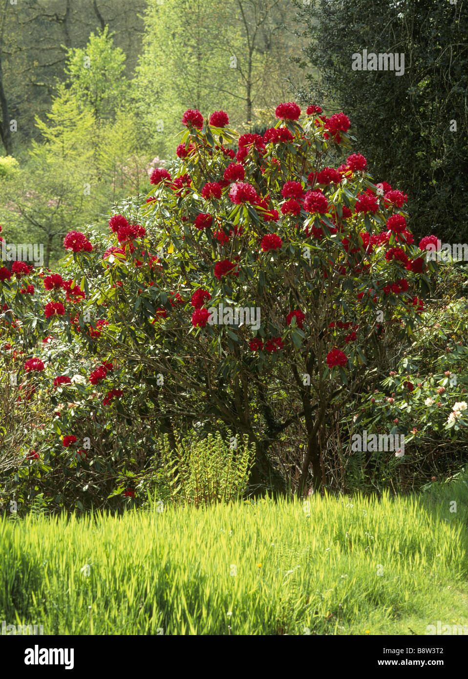 Rich red trees hi-res stock photography and images - Alamy