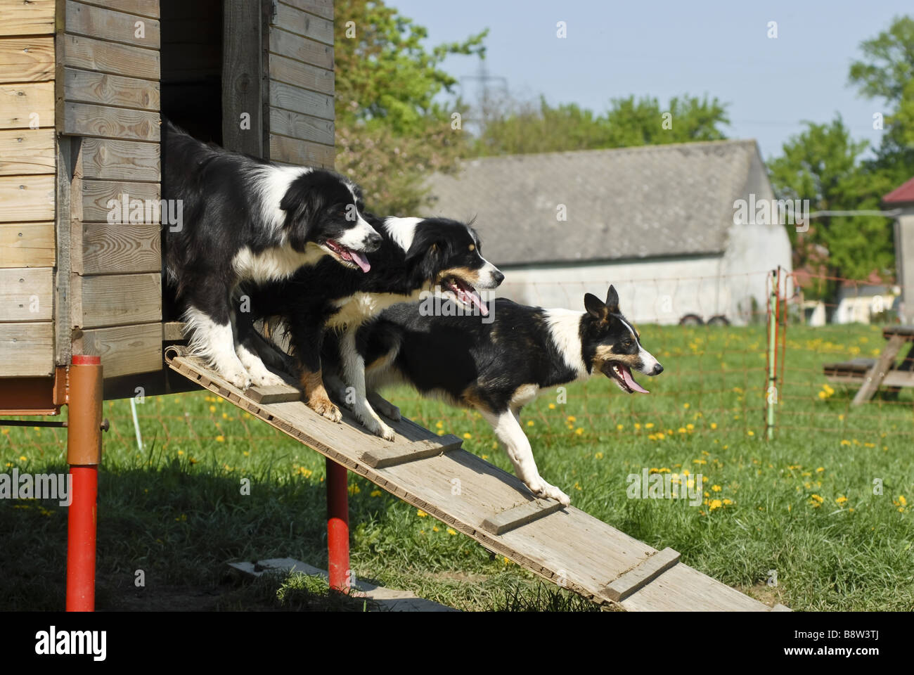 Border Collie (Canis lupus f. familiaris), 3 dogs leaving their