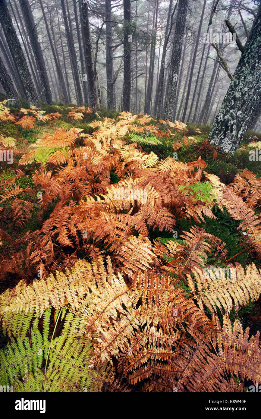 Bracken Fern (Pteridium aquilinum) in pine woodland in autumn Stock Photo