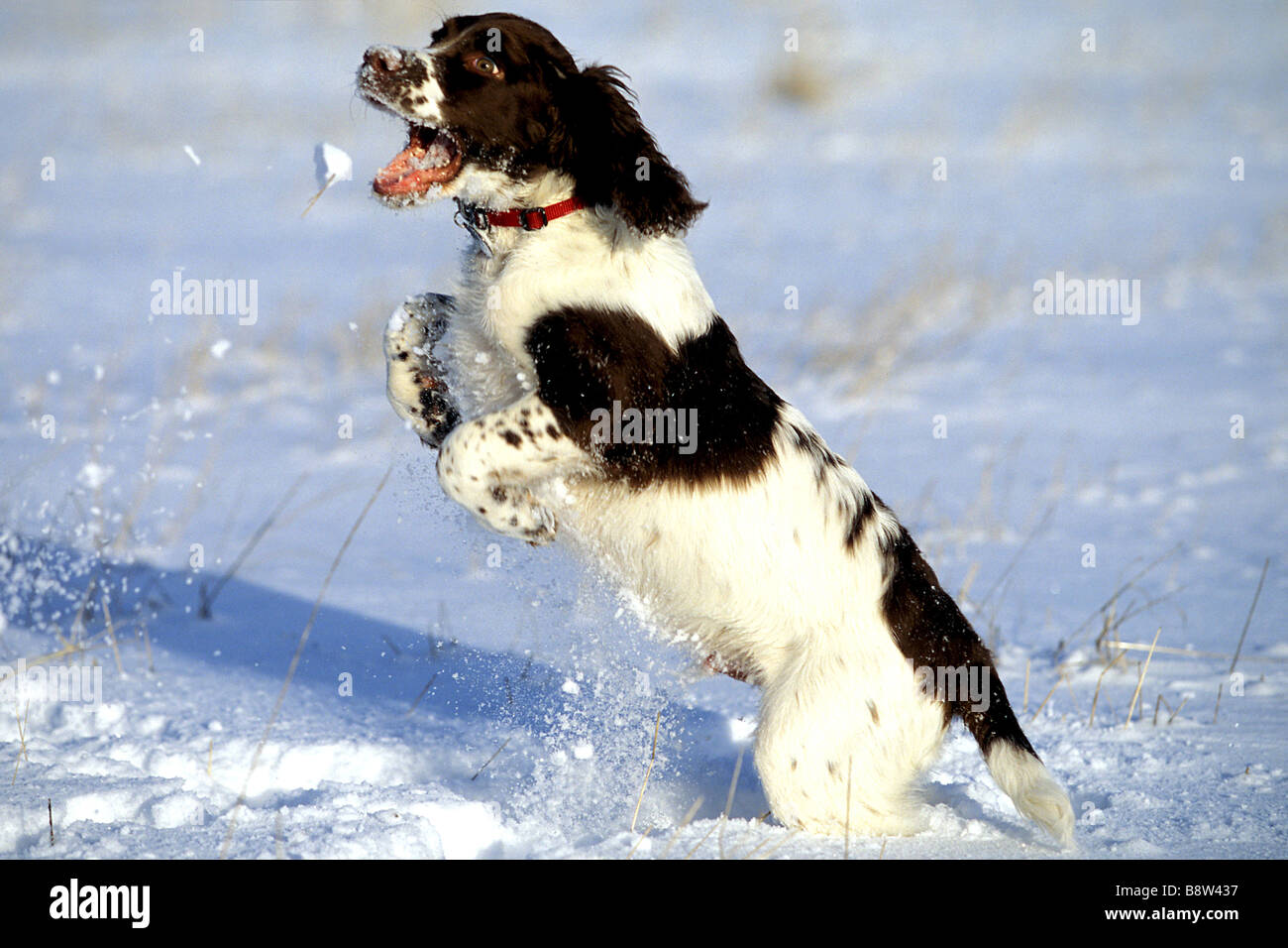 English Springer Spaniel (Canis lupus familiaris), puppy (4 month old) jumping in air to catch snow Stock Photo