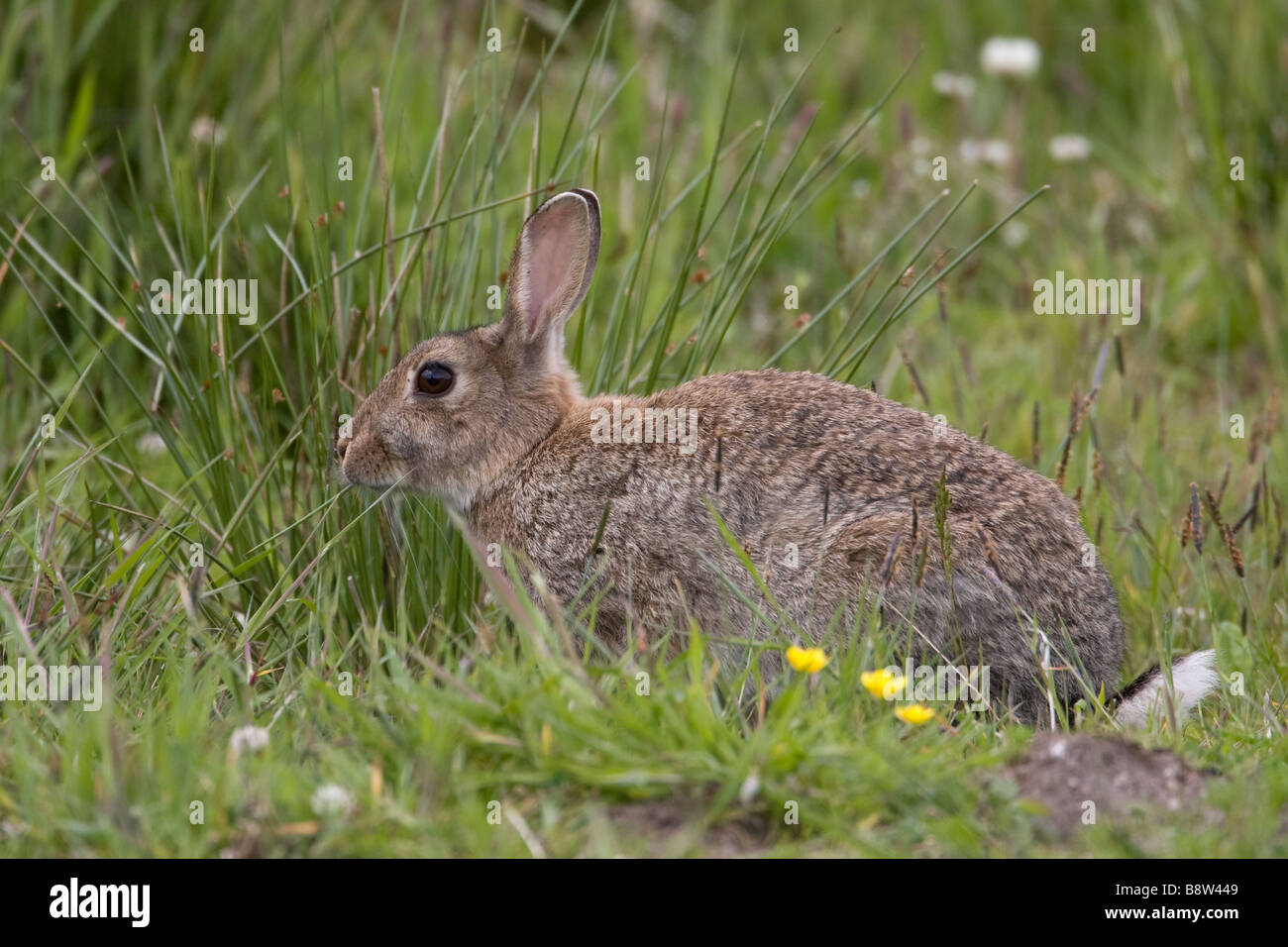 Rabbit, Oryctolagus cuniculus Stock Photo