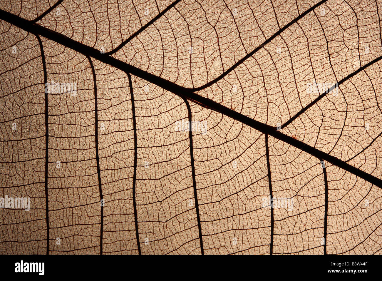The venation detail on a dead leaf Stock Photo