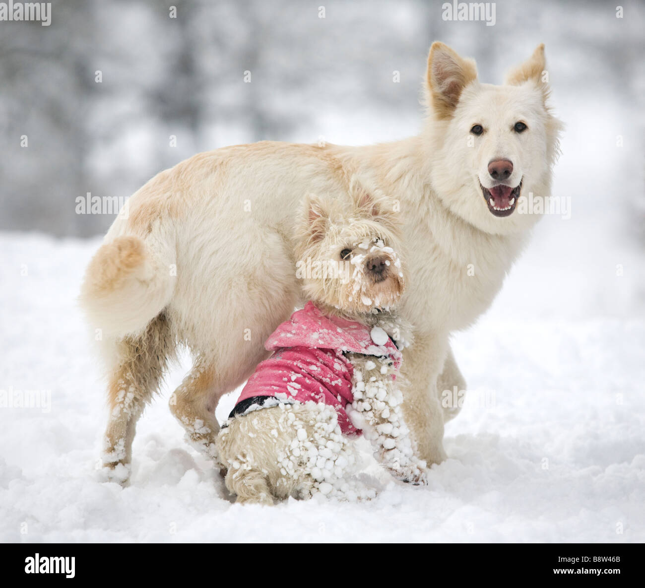 Two dogs standing in the snow Stock Photo