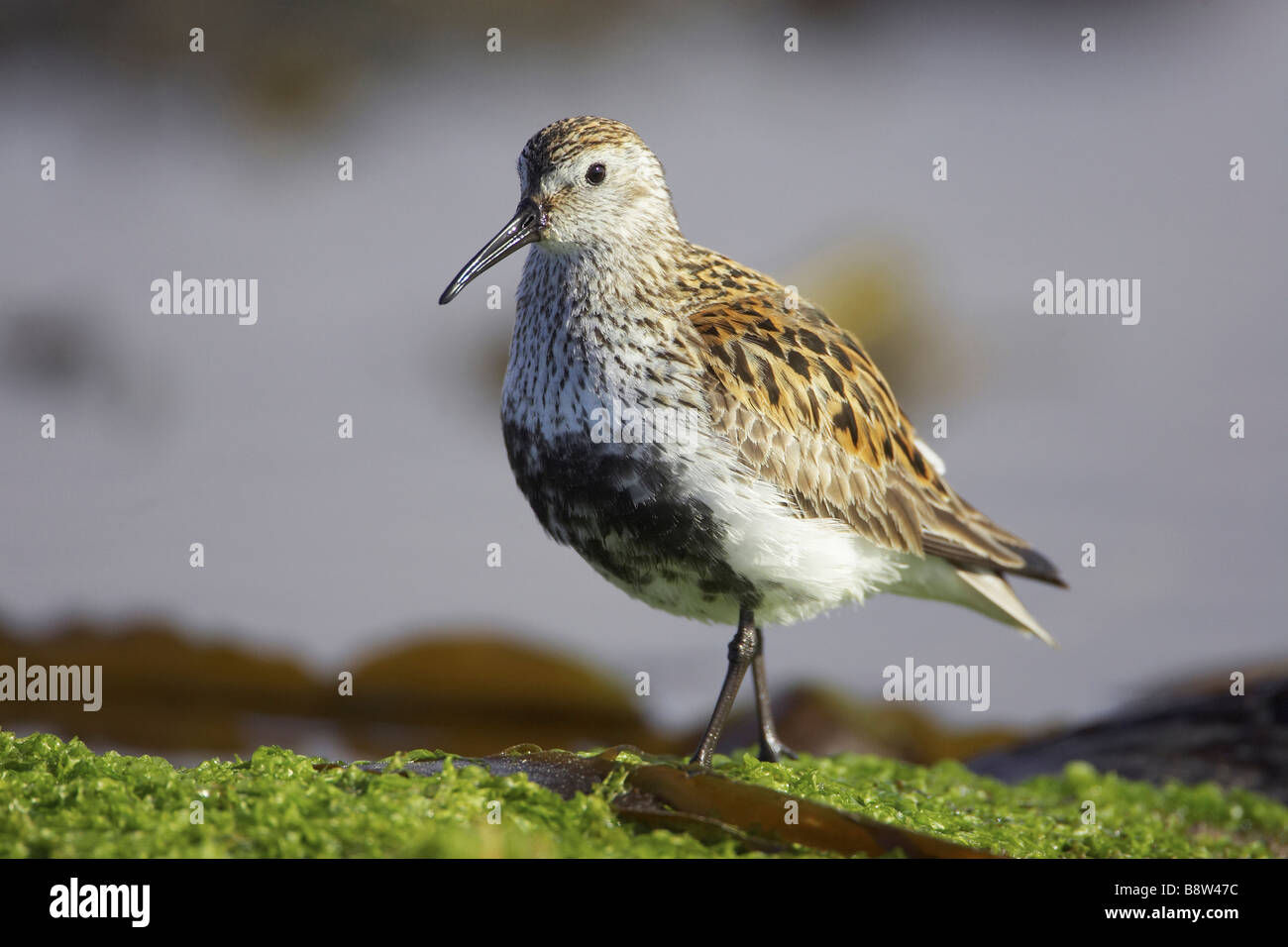 Dunlin (Calidris alpina), adult in breeding plumage on tidal estuary Stock Photo