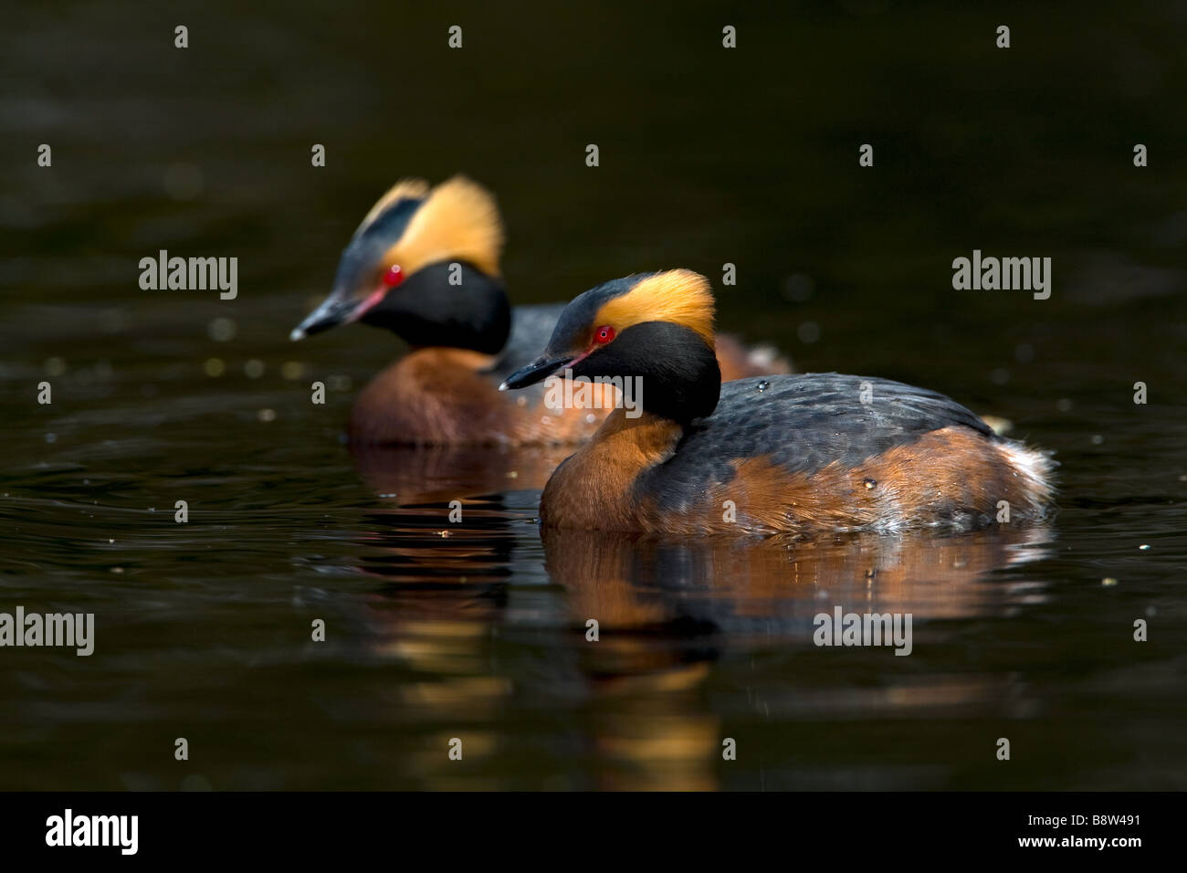 A pair of Slavonian Grebes Podiceps auritus, in summer plumage Stock Photo