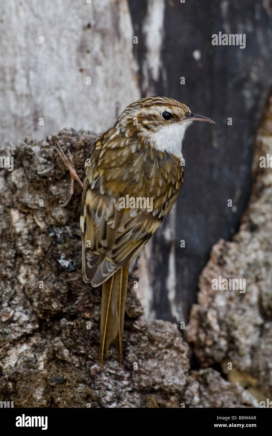 Treecreeper, Certhia familiaris Stock Photo