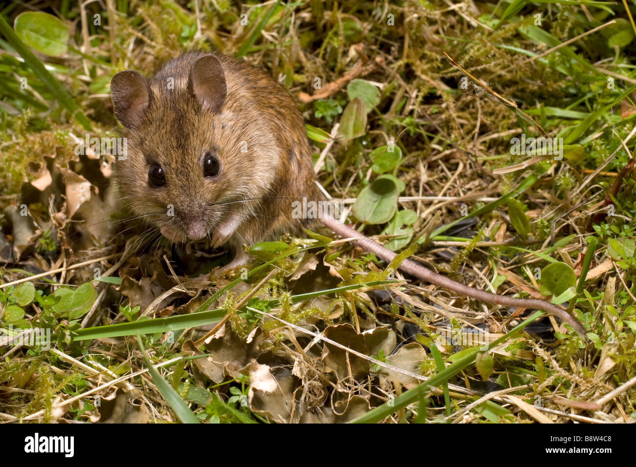 Wood Mouse  Apodemus sylvaticus Stock Photo