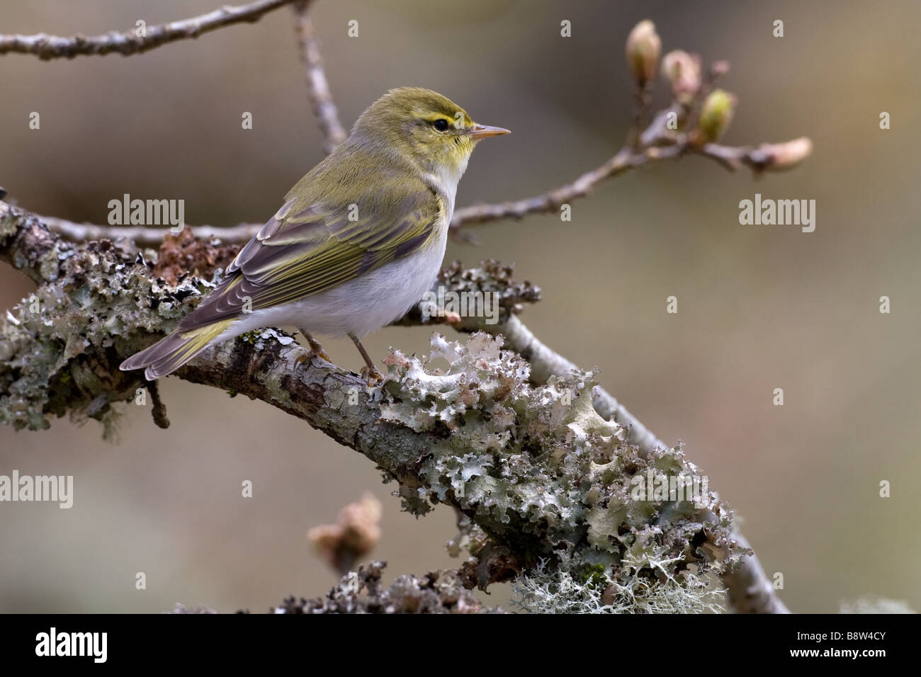 Wood Warbler, Phylloscopus sibilatrix, perched on oak branch in early spring Stock Photo