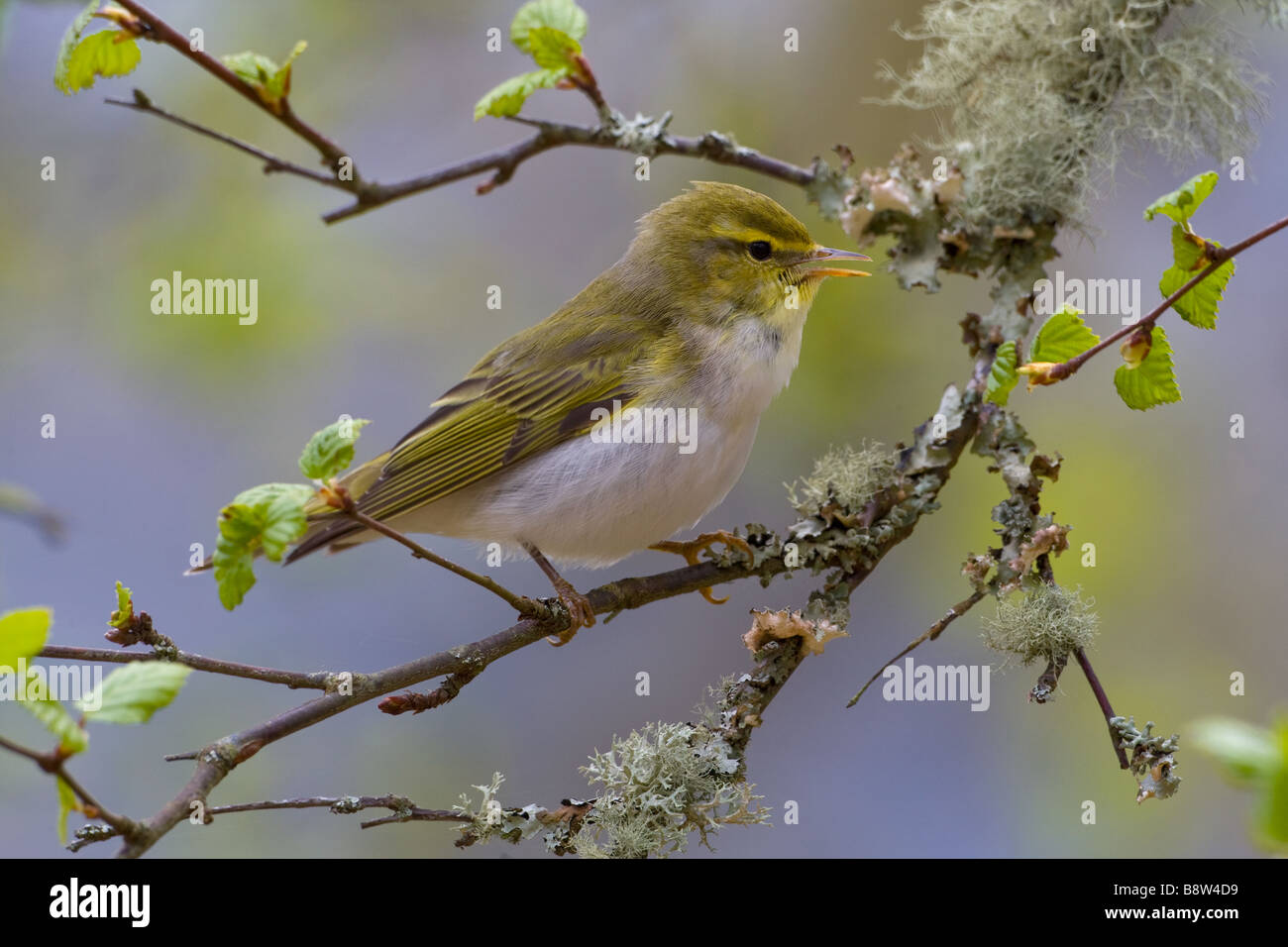 Wood Warbler, Phylloscopus sibilatrix, singing from birch branch in early spring Stock Photo