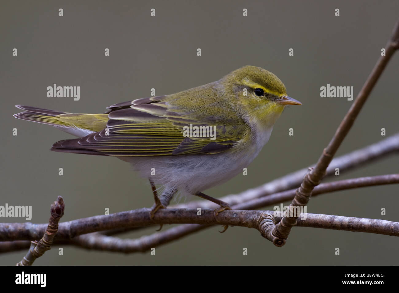 Wood Warbler, Phylloscopus sibilatrix, perched on branch in early spring Stock Photo