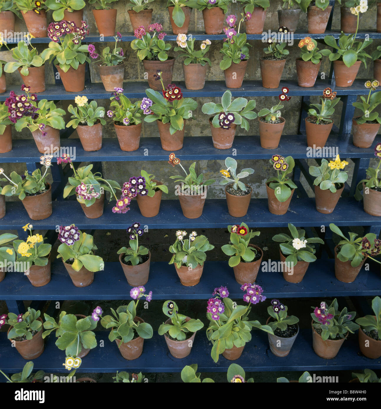 View of various types of auricula primulas on the shelves in the Auricula Theatre Stock Photo
