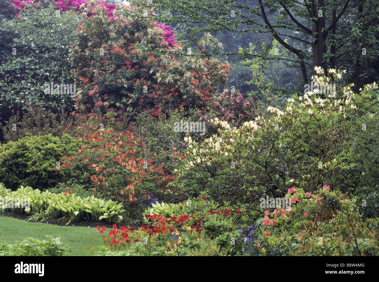 A view of the Shrub Garden including Magnolia Wilsonii Pteris and Azaleas Stock Photo