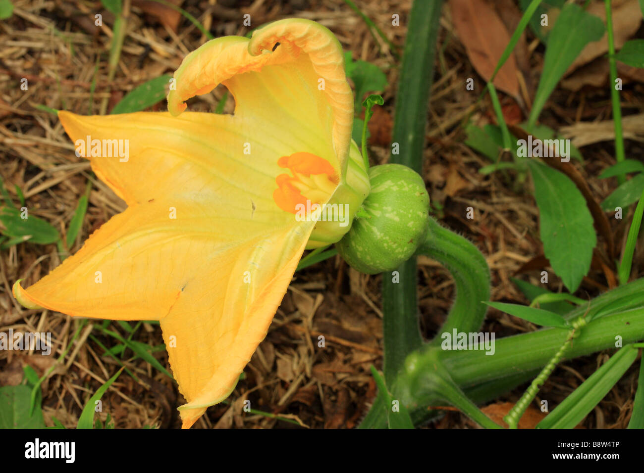 'Kent' or 'Jap' Pumpkin Flower a newly forming pumpkin. Stock Photo