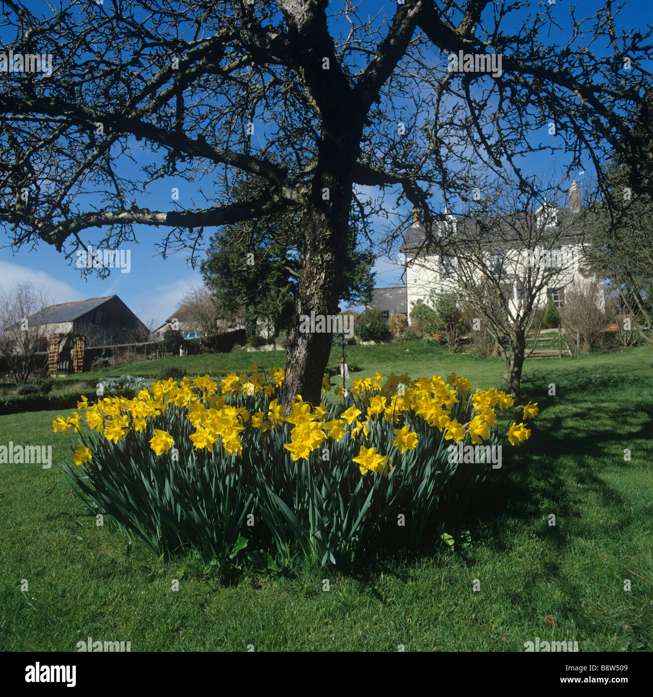 Golden daffodils Narcissus spp flowering underneath an old cider apple tree in a Devon garden Stock Photo