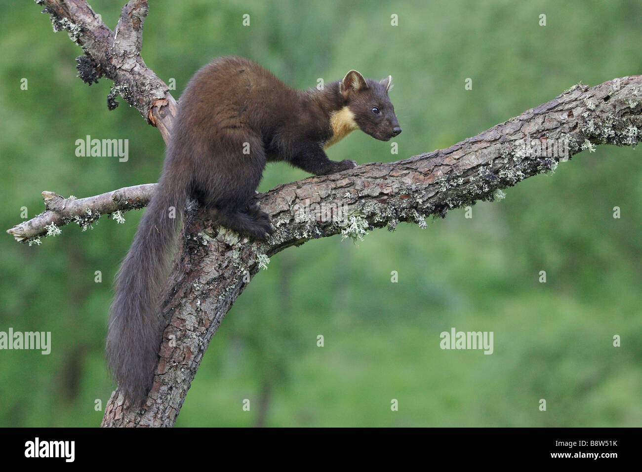 European Pine Marten (Martes martes), youngster on alder branch in broad leaf woodland Stock Photo