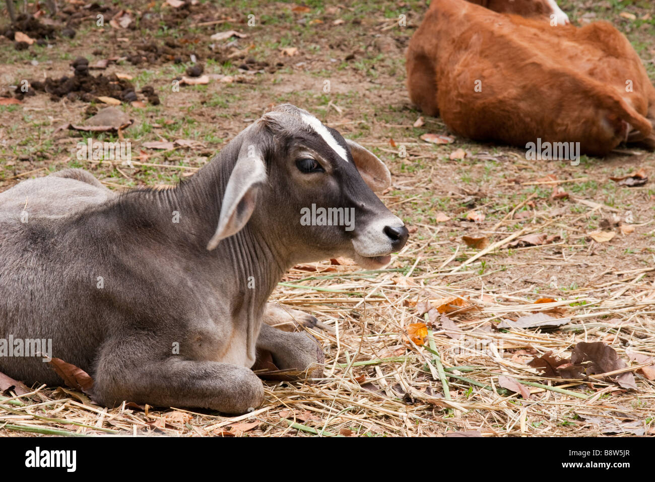 Zebu calves. Province of Cocle, Republic of Panama, Central America Stock Photo